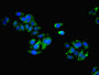 Immunofluorescent analysis of HepG2 cells using CAC10659 at dilution of 1:100 and Alexa Fluor 488-congugated AffiniPure Goat Anti-Rabbit IgG(H+L)