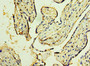 Immunohistochemistry of paraffin-embedded human placenta tissue using CAC10662 at dilution of 1:100