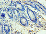 Immunohistochemistry of paraffin-embedded human duodenum tissue using CAC10664 at dilution of 1:100