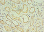 Immunohistochemistry of paraffin-embedded human kidney tissue using CAC10666 at dilution of 1:100