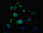 Immunofluorescent analysis of HepG2 cells using CAC10666 at dilution of 1:100 and Alexa Fluor 488-congugated AffiniPure Goat Anti-Rabbit IgG(H+L)