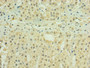 Immunohistochemistry of paraffin-embedded human adrenal gland tissue using CAC10672 at dilution of 1:100