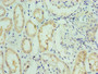Immunohistochemistry of paraffin-embedded human kidney tissue using CAC10677 at dilution of 1:100