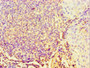 Immunohistochemistry of paraffin-embedded human tonsil tissue using CAC10678 at dilution of 1:100