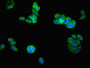 Immunofluorescent analysis of PC-3 cells using CAC10679 at dilution of 1:100 and Alexa Fluor 488-congugated AffiniPure Goat Anti-Rabbit IgG(H+L)
