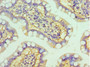 Immunohistochemistry of paraffin-embedded human small intestine tissue using CAC10690 at dilution of 1:100