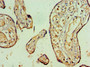 Immunohistochemistry of paraffin-embedded human placenta tissue using CAC10693 at dilution of 1:100