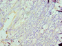 Immunohistochemistry of paraffin-embedded human colon using CAC10698 at dilution of 1:100