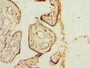 Immunohistochemistry of paraffin-embedded human placenta tissue using CAC10703 at dilution of 1:100