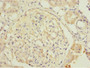 Immunohistochemistry of paraffin-embedded human kidney tissue using CAC10706 at dilution of 1:100