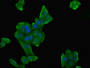 Immunofluorescent analysis of HepG2 cells using CAC10706 at dilution of 1:100 and Alexa Fluor 488-congugated AffiniPure Goat Anti-Rabbit IgG(H+L)