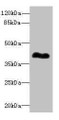 Western blot; All lanes: ROM1antibody at 0.98µg/ml + Mouse ocular tissue; Secondary; Goat polyclonal to rabbit IgG at 1/10000 dilution; Predicted band size: 37 kDa; Observed band size: 37 kDa;