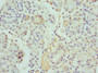Immunohistochemistry of paraffin-embedded human pancreatic tissue using CAC10710 at dilution of 1:100