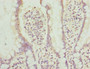 Immunohistochemistry of paraffin-embedded human small intestine tissue using CAC10713 at dilution of 1:100