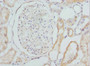 Immunohistochemistry of paraffin-embedded human kidney tissue using CAC10715 at dilution of 1:100