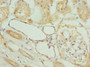 Immunohistochemistry of paraffin-embedded human kidney tissue using CAC10726 at dilution of 1:100