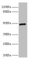 Western blot; All lanes: LILRB4 antibody at 4.39µg/ml + A549 whole cell lysate; Secondary; Goat polyclonal to rabbit IgG at 1/10000 dilution; Predicted band size: 50 kDa; Observed band size: 50 kDa