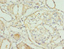 Immunohistochemistry of paraffin-embedded human kidney tissue using CAC10732 at dilution of 1:100