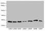 Western blot; All lanes: PSMB3 antibody at 3.73µg/ml; Lane 1: Hela whole cell lysate; Lane 2: MCF-7 whole cell lysate; Lane 3: HepG2 whole cell lysate; Lane 4: K562 whole cell lysate; Lane 5: Jurkat whole cell lysate; Lane 6: NIH/3T3 whole cell lysate; Lane 7: 293T whole cell lysate; Secondary; Goat polyclonal to rabbit IgG at 1/10000 dilution; Predicted band size: 23 kDa; Observed band size: 23 kDa