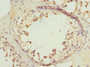 Immunohistochemistry of paraffin-embedded human testis tissue using CAC10752 at dilution of 1:100