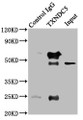 Immunoprecipitating TXNDC5 in HepG2 whole cell lysate; , Lane 1: Rabbit control IgG instead in HepG2 whole cell lysate., For western blotting, a HRP-conjugated Protein G antibody was used as the secondary antibody (1/2000); , Lane 2: CAC10756 (8µg) + HepG2 whole cell lysate (500µg); , Lane 3: HepG2 whole cell lysate (10µg);