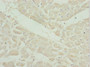 Immunohistochemistry of paraffin-embedded human heart tissue using CAC10768 at dilution of 1:100
