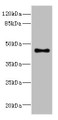 Western blot; All lanes: GPR68antibody at 4.95µg/ml + Mouse lung tissue; Secondary; Goat polyclonal to rabbit IgG at 1/10000 dilution; Predicted band size: 41 kDa; Observed band size: 41 kDa;