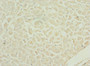 Immunohistochemistry of paraffin-embedded human heart tissue using CAC10778 at dilution of 1:100