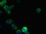 Immunofluorescent analysis of MCF-7 cells using CAC10778 at dilution of 1:100 and Alexa Fluor 488-congugated AffiniPure Goat Anti-Rabbit IgG(H+L)