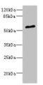 Western blot; All lanes: POC1B antibody at 2.35µg/ml + Mouse small intestine tissue; Secondary; Goat polyclonal to rabbit IgG at 1/10000 dilution; Predicted band size: 54, 50 kDa; Observed band size: 54 kDa;
