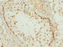 Immunohistochemistry of paraffin-embedded human testis tissue using CAC10782 at dilution of 1:100