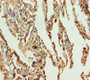 Immunohistochemistry of paraffin-embedded human lung tissue using CAC10795 at dilution of 1:100