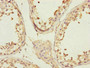 Immunohistochemistry of paraffin-embedded human testis tissue using CAC10811 at dilution of 1:100