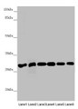 Western blot; All lanes: PGLS antibody at 3.94µg/ml; Lane 1: Mouse liver tissue; Lane 2: Mouse brain tissue; Lane 3: U251 whole cell lysate; Lane 4: THP-1 whole cell lysate; Lane 5: HepG2 whole cell lysate; Lane 6: Hela whole cell lysate; Secondary; Goat polyclonal to rabbit IgG at 1/10000 dilution; Predicted band size: 28 kDa; Observed band size: 28 kDa