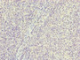 Immunohistochemistry of paraffin-embedded human tonsil tissue using CAC10819 at dilution of 1:100