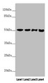 Western blot; All lanes: PPP2R3C antibody at 3.76µg/ml; Lane 1: Mouse stomach tissue; Lane 2: A431 whole cell lysate; Lane 3: Jurkat whole cell lysate; Lane 4: A549 whole cell lysate; Secondary; Goat polyclonal to rabbit IgG at 1/10000 dilution; Predicted band size: 54, 40 kDa; Observed band size: 54 kDa