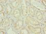 Immunohistochemistry of paraffin-embedded human kidney tissue using CAC10821 at dilution of 1:100