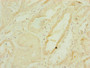 Immunohistochemistry of paraffin-embedded human kidney tissue using CAC10822 at dilution of 1:100