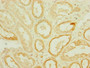 Immunohistochemistry of paraffin-embedded human kidney tissue using CAC10823 at dilution of 1:100