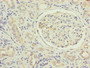 Immunohistochemistry of paraffin-embedded human kidney tissue using CAC10824 at dilution of 1:100