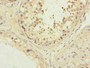 Immunohistochemistry of paraffin-embedded human testis tissue using CAC10824 at dilution of 1:100