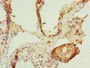 Immunohistochemistry of paraffin-embedded human testis tissue using CAC10831 at dilution of 1:100