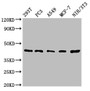 Western Blot; Positive WB detected in: 293T whole cell lysate, PC-3 whole cell lysate, A549 whole cell lysate, MCF-7 whole cell lysate, NIH/3T3 whole cell lysate; All lanes: SAV1 antibody at 1.62µg/ml; Secondary; Goat polyclonal to rabbit IgG at 1/50000 dilution; Predicted band size: 45 kDa; Observed band size: 45 kDa