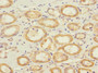 Immunohistochemistry of paraffin-embedded human kidney tissue using CAC10848 at dilution of 1:100