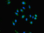 Immunofluorescent analysis of A549 cells using CAC10848 at dilution of 1:100 and Alexa Fluor 488-congugated AffiniPure Goat Anti-Rabbit IgG(H+L)