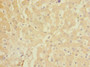 Immunohistochemistry of paraffin-embedded human liver tissue using CAC10850 at dilution of 1:100
