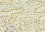 Immunohistochemistry of paraffin-embedded human kidney tissue using CAC10853 at dilution of 1:100