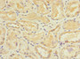 Immunohistochemistry of paraffin-embedded human kidney tissue using CAC10854 at dilution of 1:100