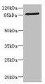 Western blot; All lanes: GFM2 antibody at 3.24µg/ml + Jurkat whole cell lysate; Secondary; Goat polyclonal to rabbit IgG at 1/10000 dilution; Predicted band size: 87, 82, 68, 58 kDa; Observed band size: 87 kDa