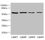 Western blot; All lanes: EDIL3 antibody at 3.09µg/ml; Lane 1: 293T whole cell lysate; Lane 2: Hela whole cell lysate; Lane 3: HepG2 whole cell lysate; Lane 4: K562 whole cell lysate; Secondary; Goat polyclonal to rabbit IgG at 1/10000 dilution; Predicted band size: 54, 53 kDa; Observed band size: 54 kDa